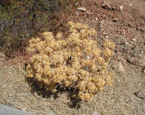 Pianta Sarda - Carlina corymbosa